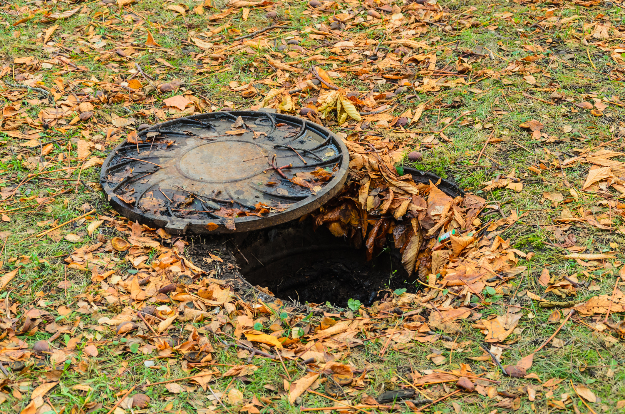 Septic tank lid partially opened among fallen autumn leaves