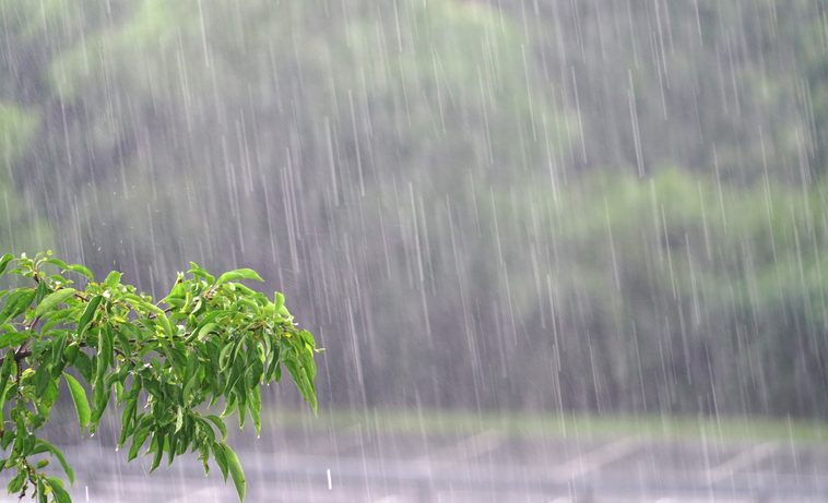 Rain