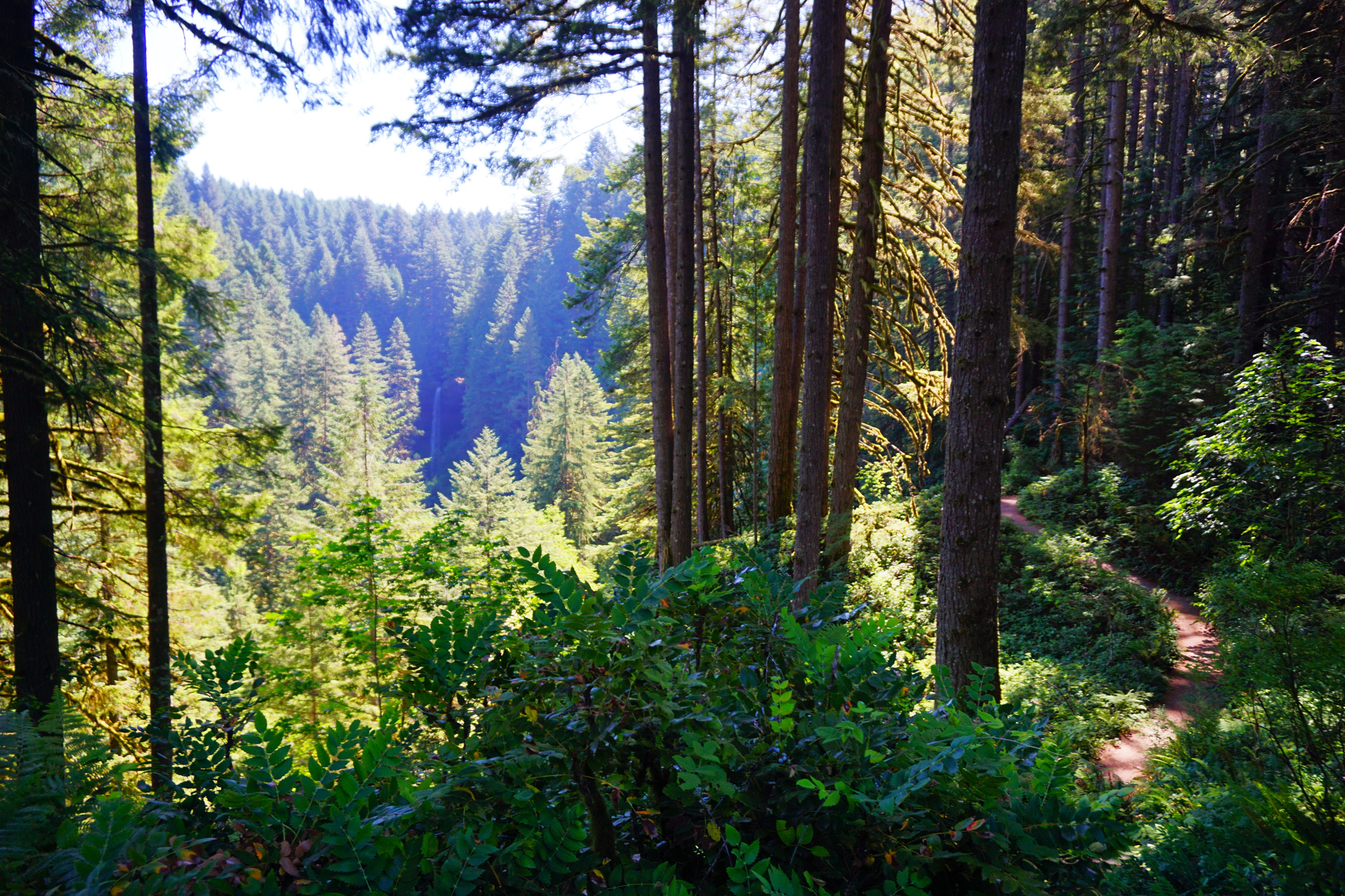 Forested rea in Lane County Oregon