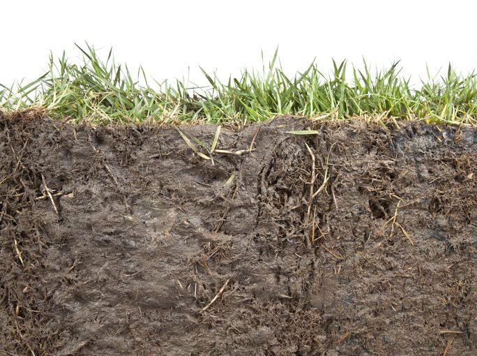 Grass and dirt
